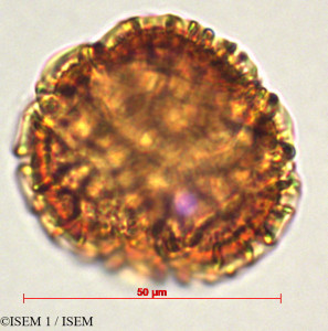 Passiflora cumbalensis - lame n° 29330